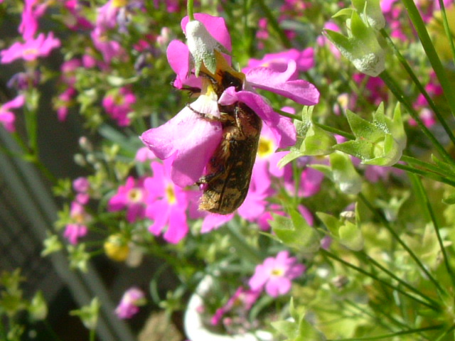 b0147710_146449.jpg
