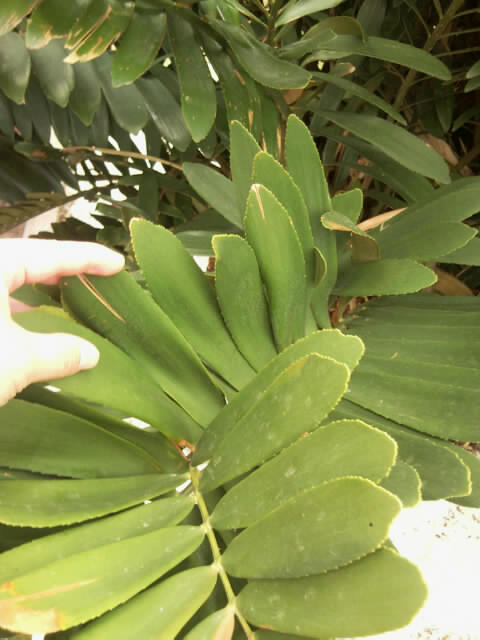f0197325_153499.jpg
