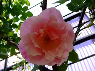 a0104162_171840.jpg