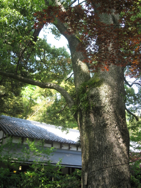 e0158363_15592020.jpg