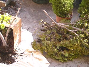 e0086864_2235626.jpg