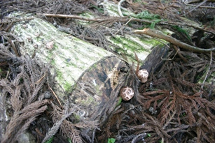 c0057781_23402520.jpg