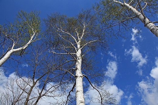 e0190885_186256.jpg