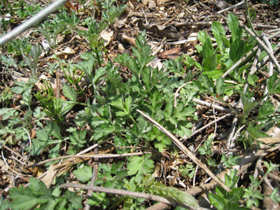 d0056197_2040161.jpg