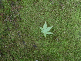 c0047602_2243648.jpg