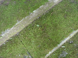 c0047602_23265788.jpg