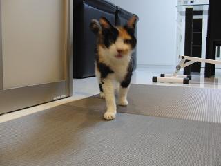 c0201113_22192787.jpg
