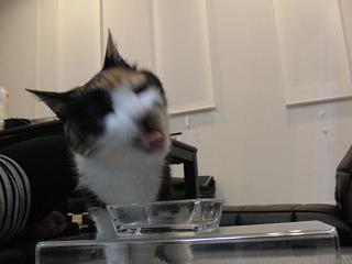 c0201113_22235134.jpg