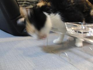 c0201113_22262820.jpg