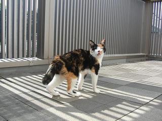 c0201113_2242274.jpg
