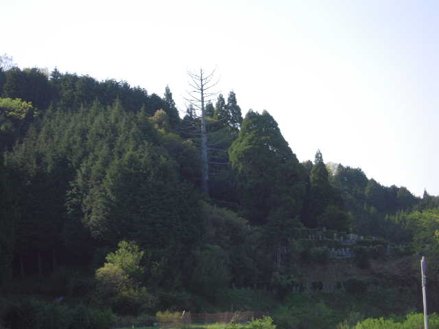 b0025633_20595187.jpg