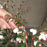 d0033734_872617.jpg
