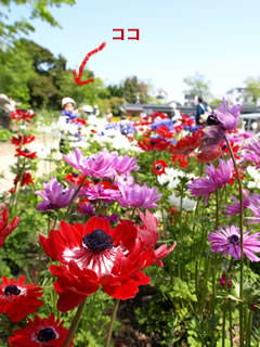 b0054956_17314545.jpg