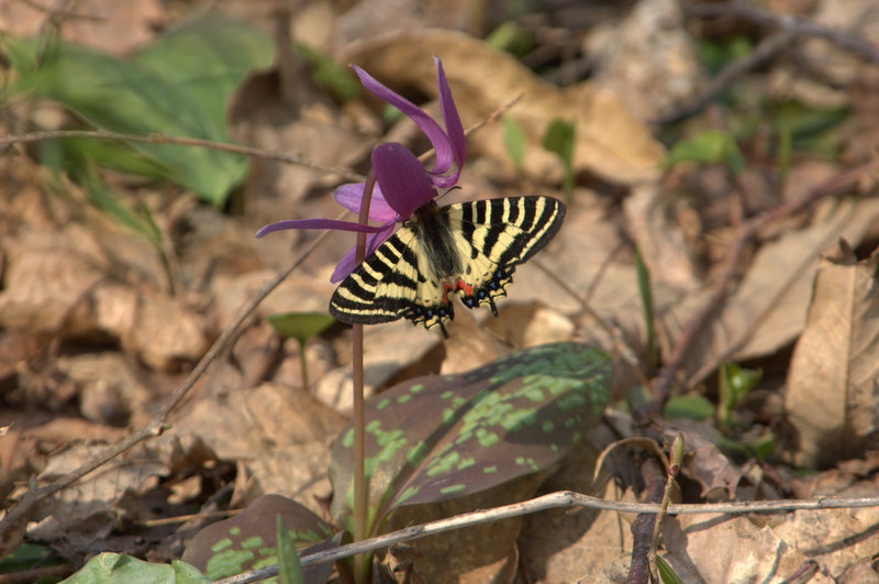 d0098057_414569.jpg
