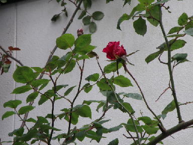 e0184558_6514211.jpg
