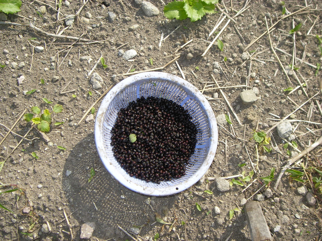 e0181260_22485677.jpg