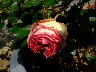 a0104162_214348.jpg