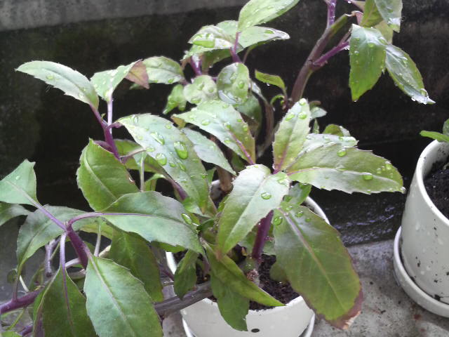 d0128864_1636301.jpg