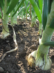 f0082772_1912477.gif