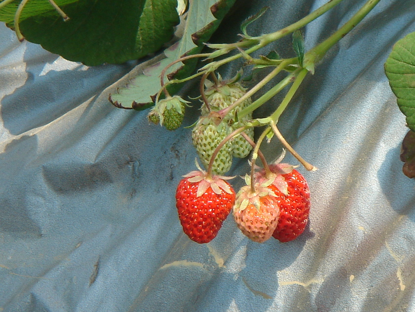 a0162479_1539363.jpg