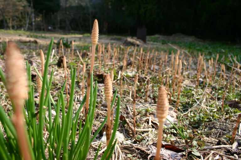 c0057781_720171.jpg