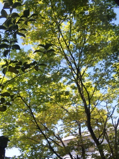 f0190781_1134237.jpg