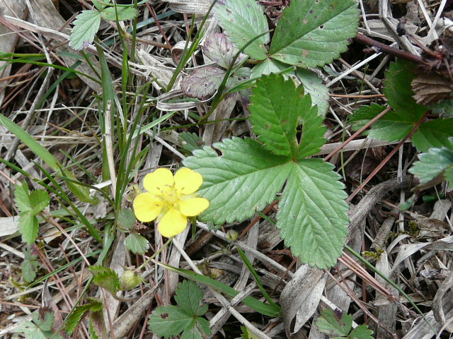 e0145782_1855089.jpg