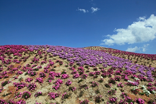 e0190885_1259054.jpg