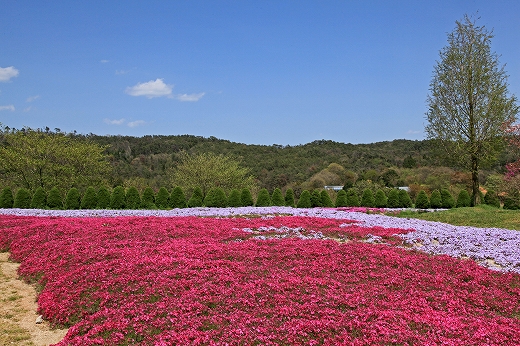 e0190885_12595816.jpg