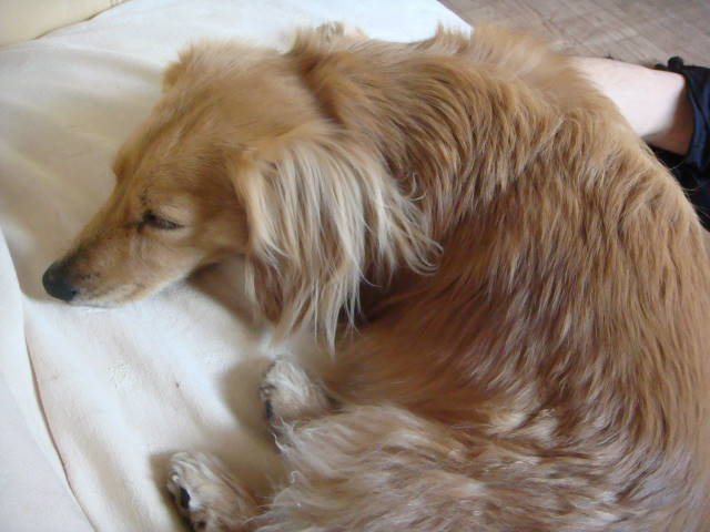 d0098295_22411637.jpg
