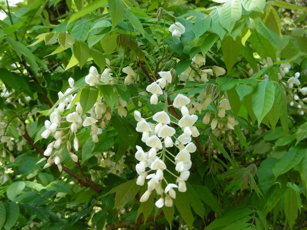 c0145299_12222022.jpg