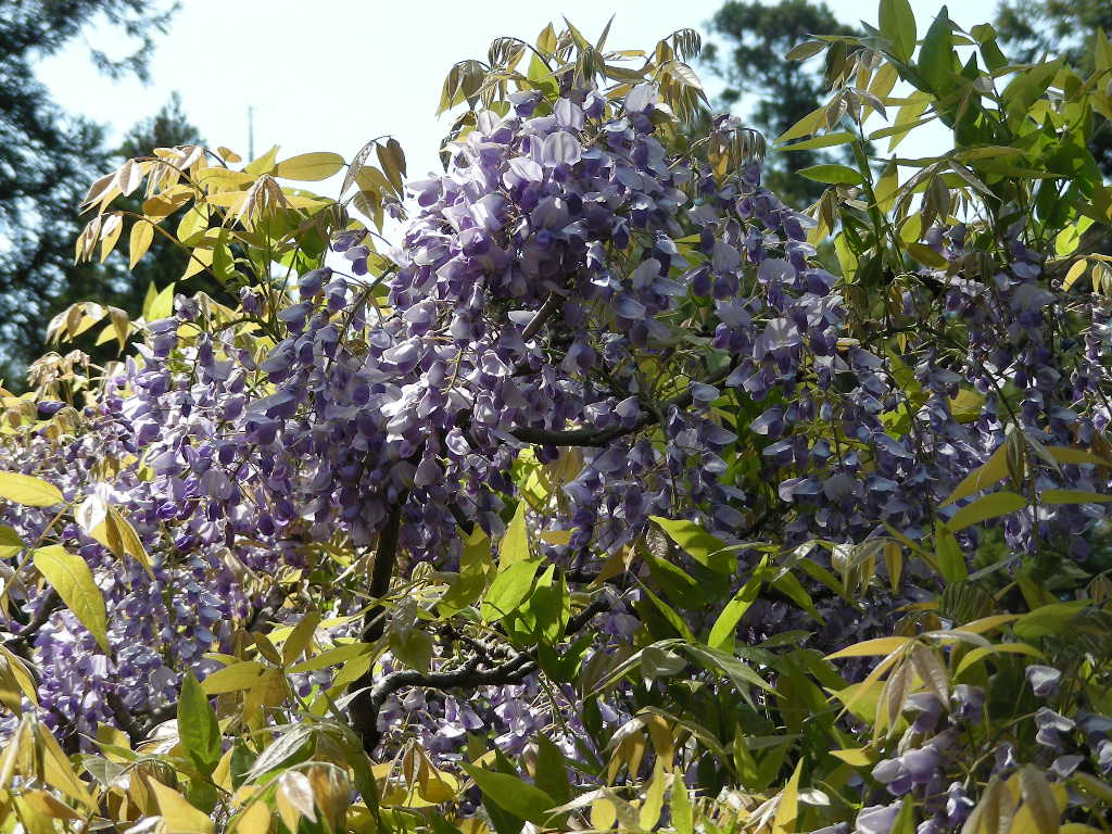 c0145299_12243329.jpg