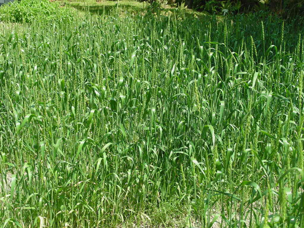 c0145299_2218258.jpg