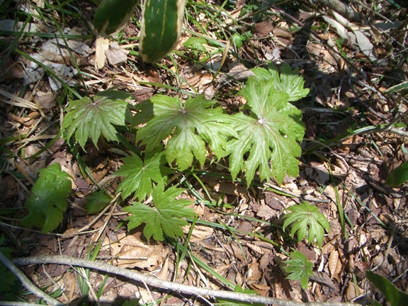 c0197004_15133340.jpg