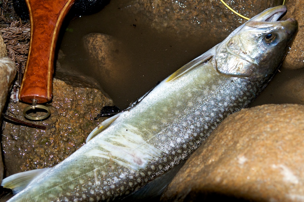 f0164122_1226551.jpg