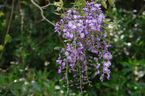 f0007926_1518252.jpg