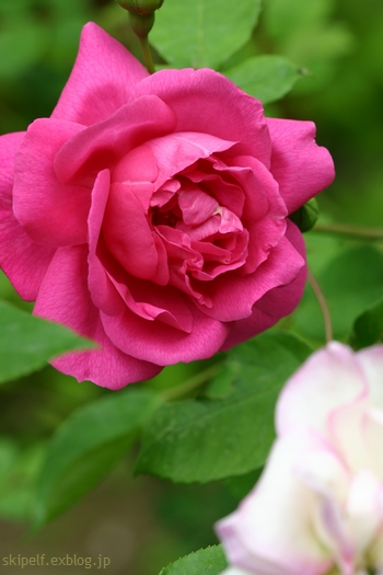 c0134734_185209.jpg