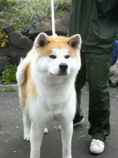 b0070838_15414287.jpg