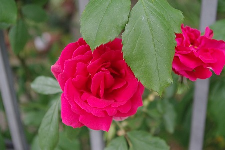d0092439_20281663.jpg