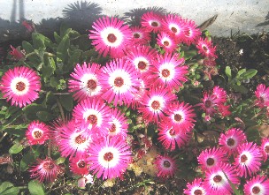 e0047949_235757.jpg