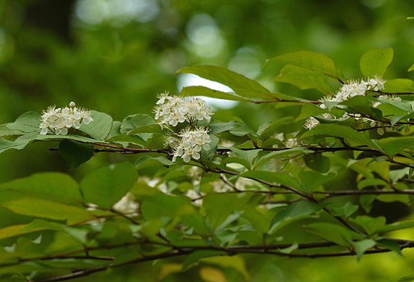d0091754_2295727.jpg