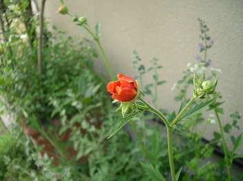 c0186463_0162549.jpg