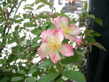 c0186463_0242747.jpg