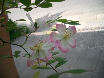 c0186463_0262834.jpg