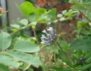 c0186463_047593.jpg