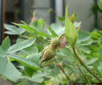 c0186463_05317100.jpg