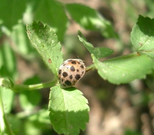 c0186463_124332.jpg