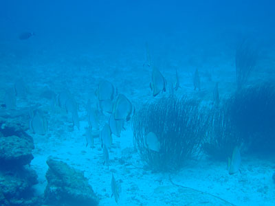 b0033573_1843541.jpg