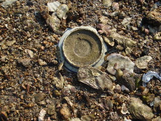 e0060485_875732.jpg