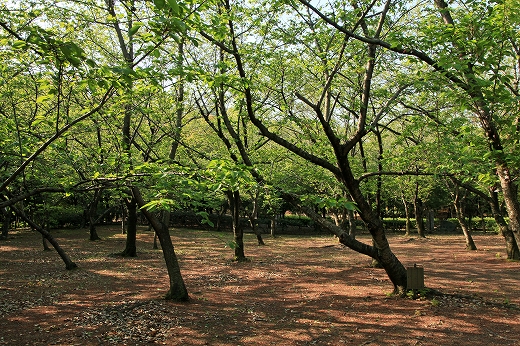 e0190885_18291933.jpg